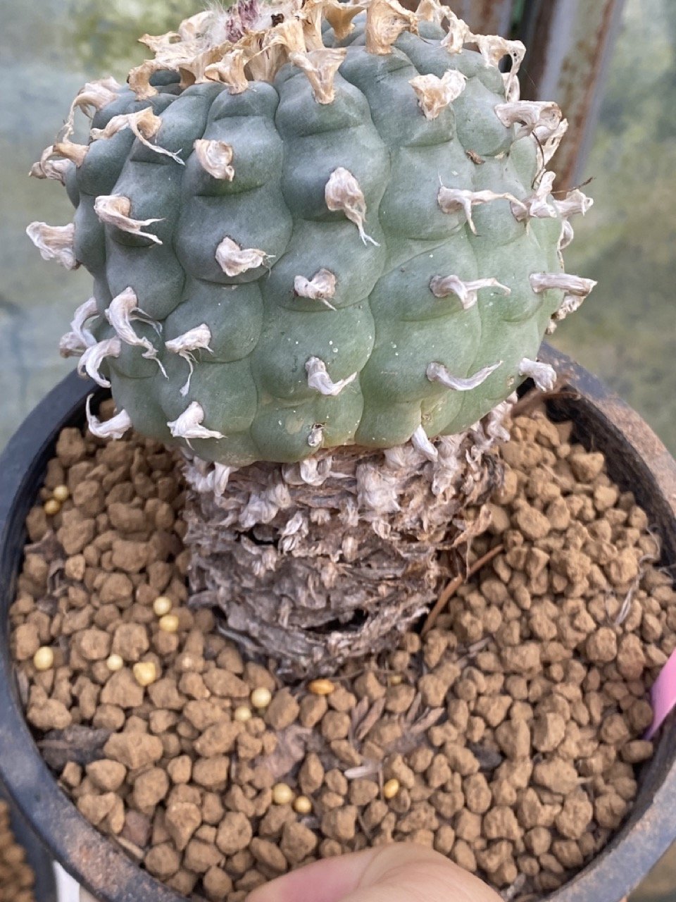 Lophophora Williamsii 9-10 cm 31 years old seed ownroot flower seedling - Image 2