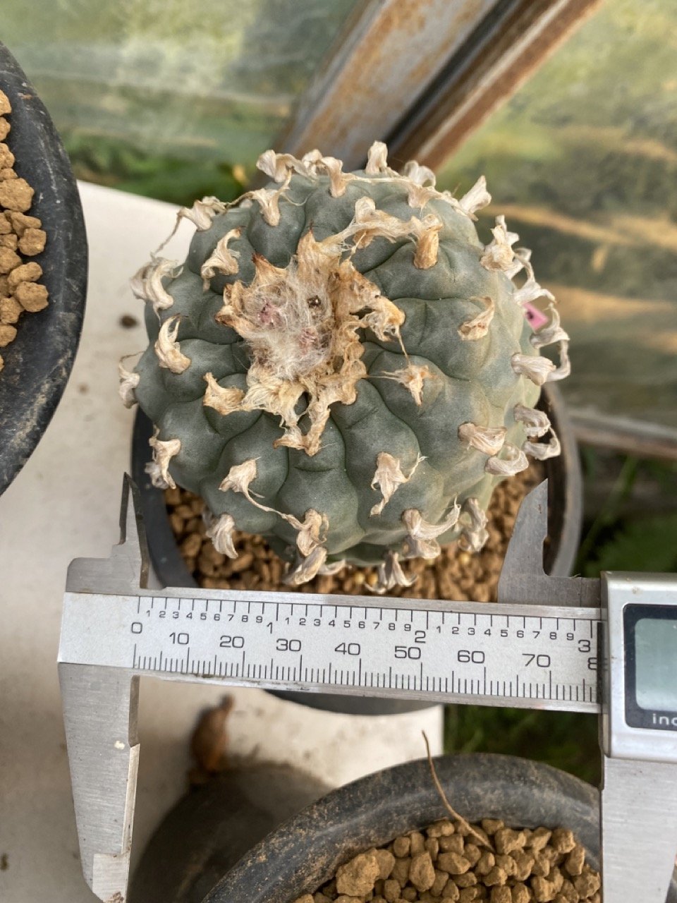 Lophophora Williamsii 9-10 cm 31 years old seed ownroot flower seedling - Image 3