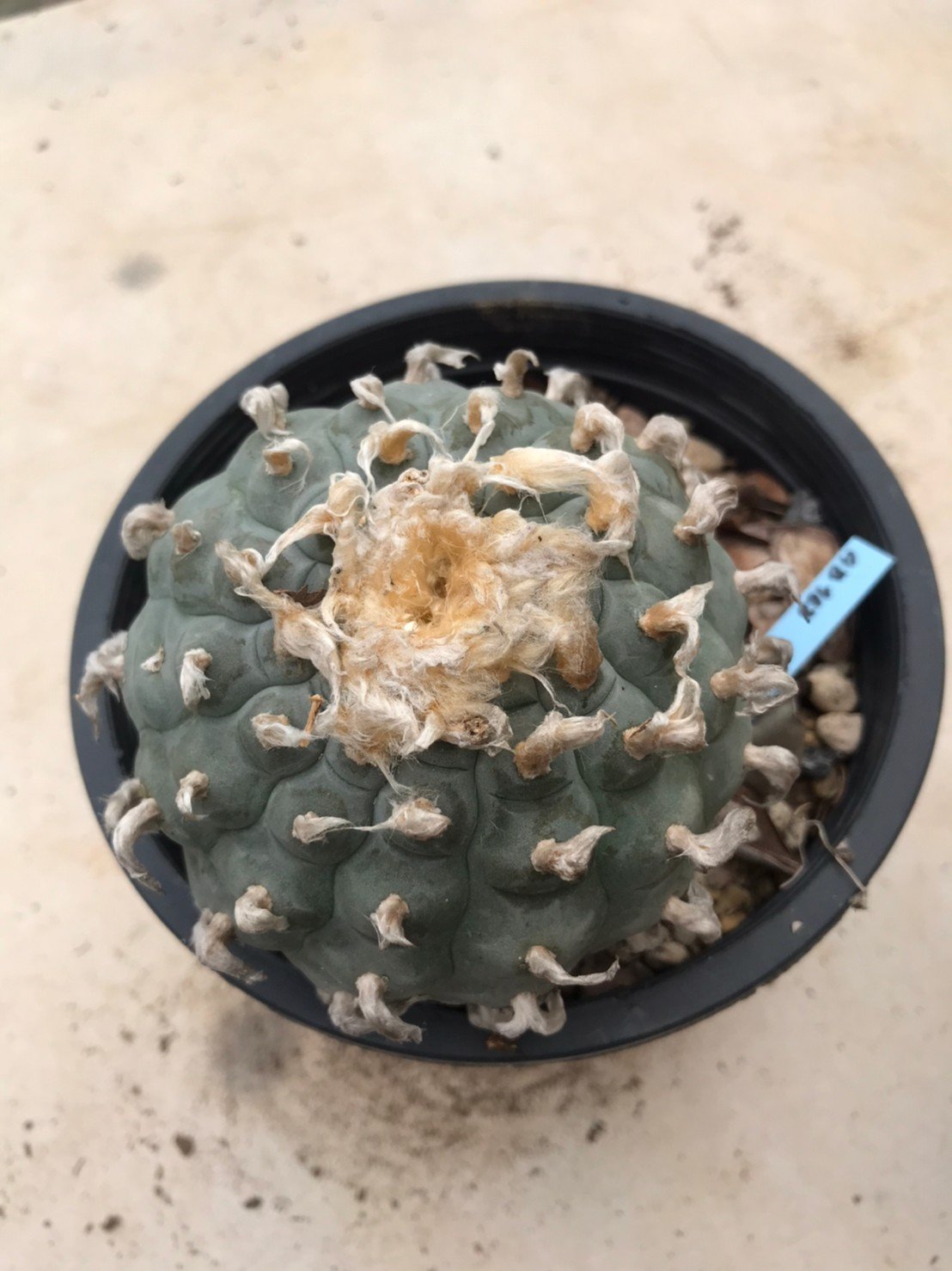 Peyote Lophophora williamsii grow from seed 25 years old – can give flower and seed