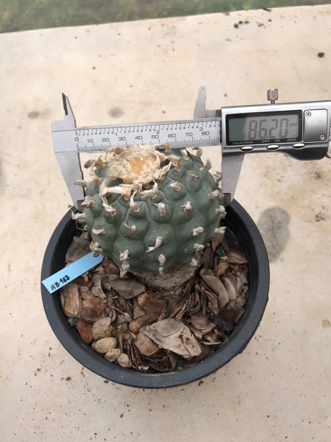 Peyote Lophophora williamsii grow from seed 25 years old – can give flower and seed - Image 4