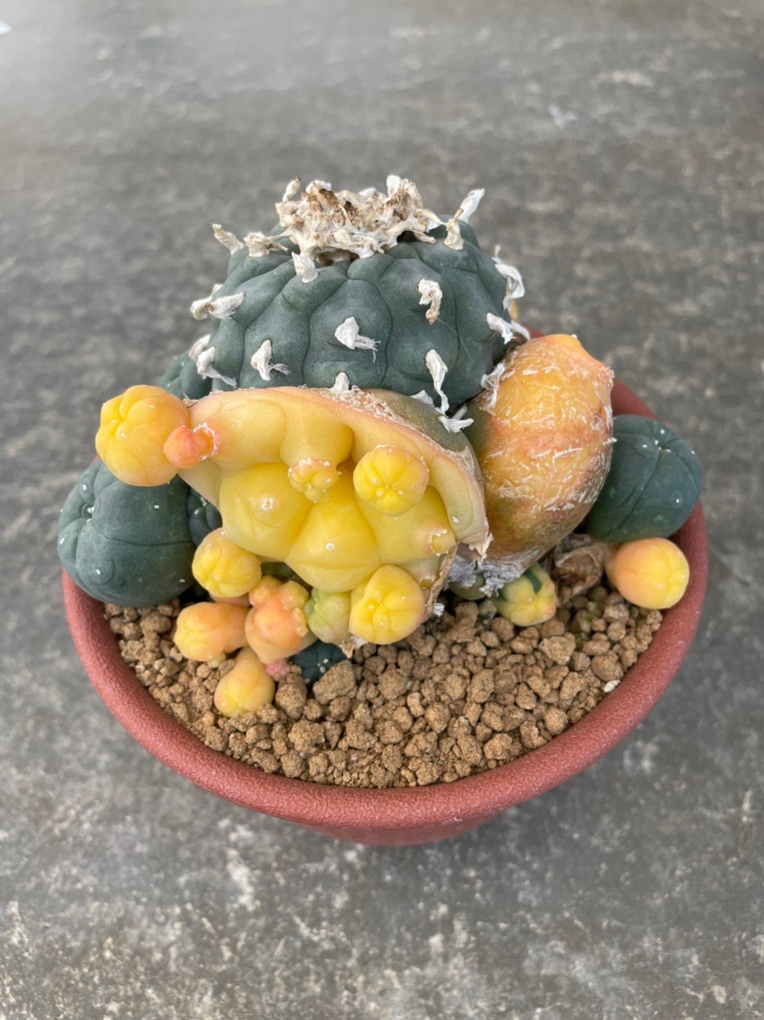Peyote Lophophora williamsii variegata grow from seed 25 years old – can give flower and seed ownroot