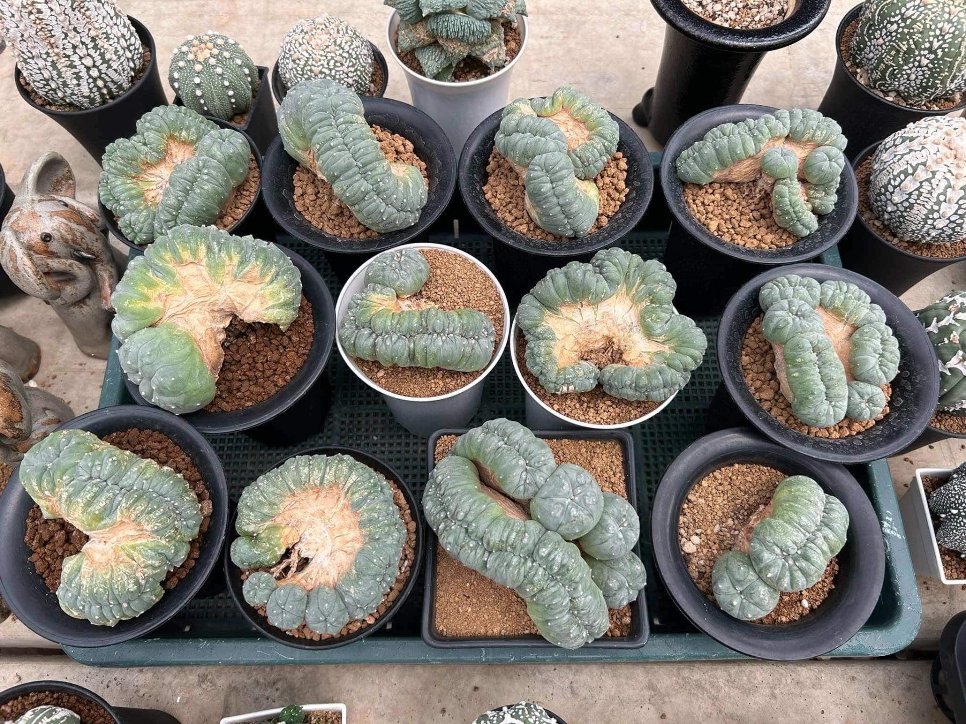 Peyote Lophophora Williamsii Cristata 11-12 cm 25 years old seed ownroot flower seedling - Image 3