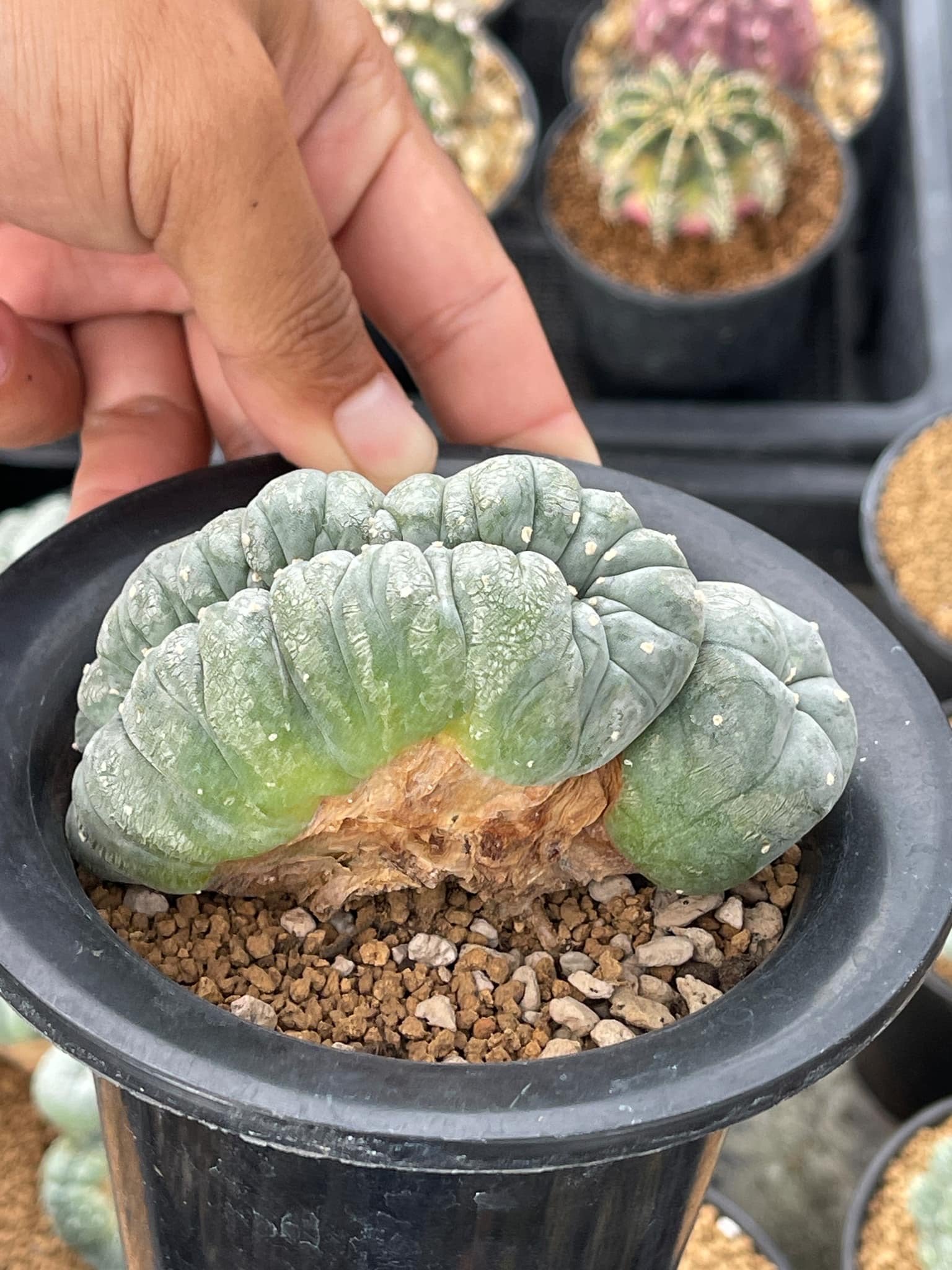 Peyote Lophophora Williamsii Cristata 11-12 cm 25 years old seed ownroot flower seedling - Image 2