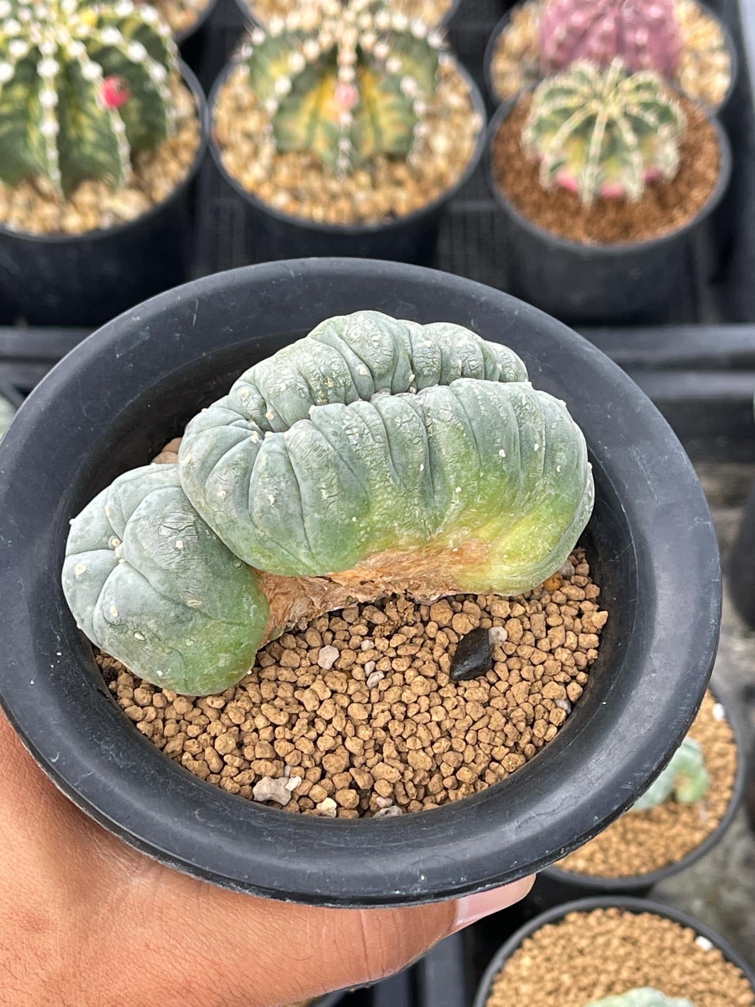 Peyote Lophophora Williamsii Cristata 11-12 cm 25 years old seed ownroot flower seedling