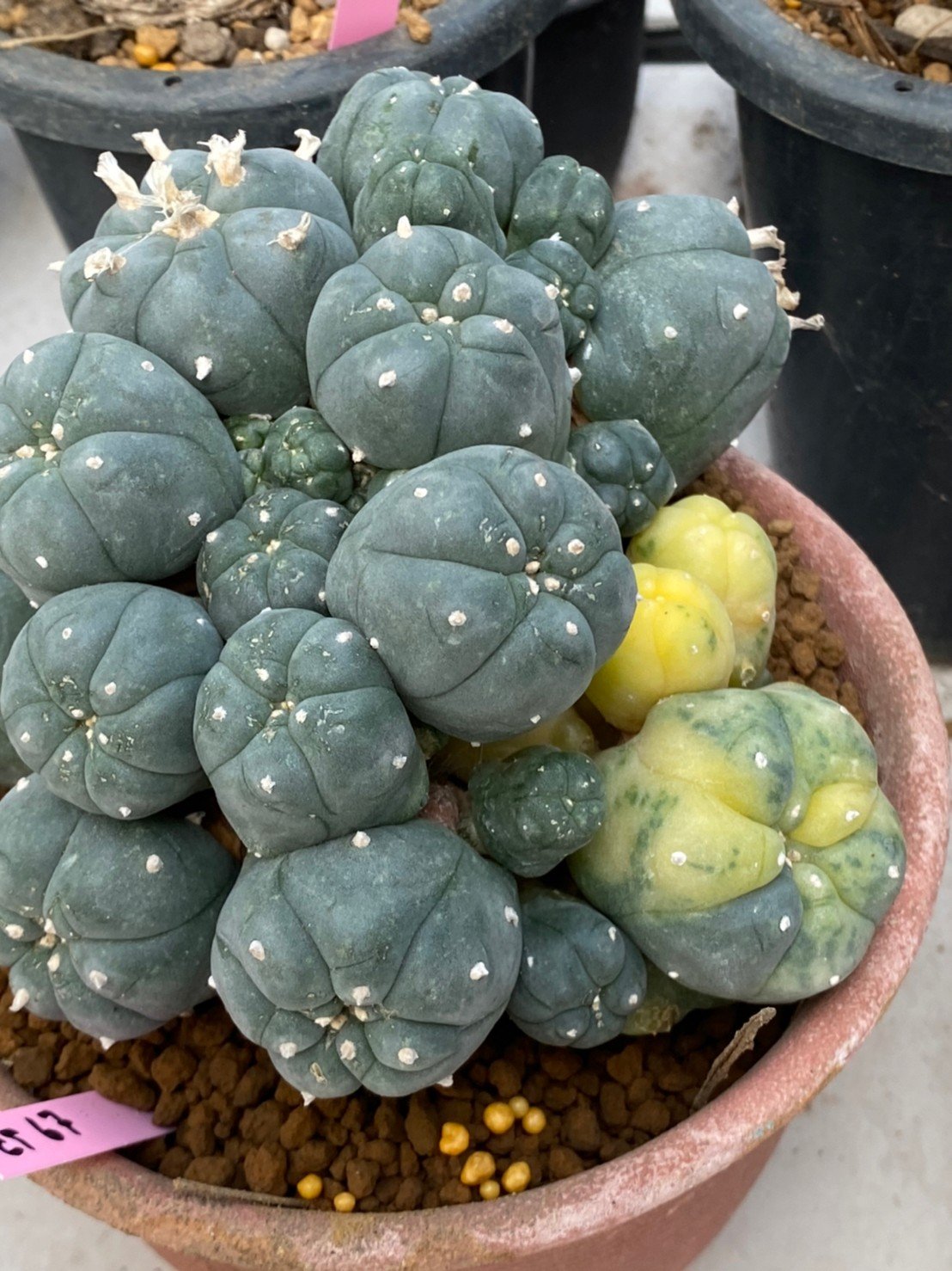 Peyote Lophophora williamsii variegata 8-10 cm grow from seed own root 18 years old