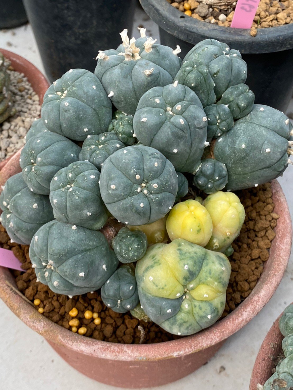 Peyote Lophophora williamsii variegata 8-10 cm grow from seed own root 18 years old - Image 2