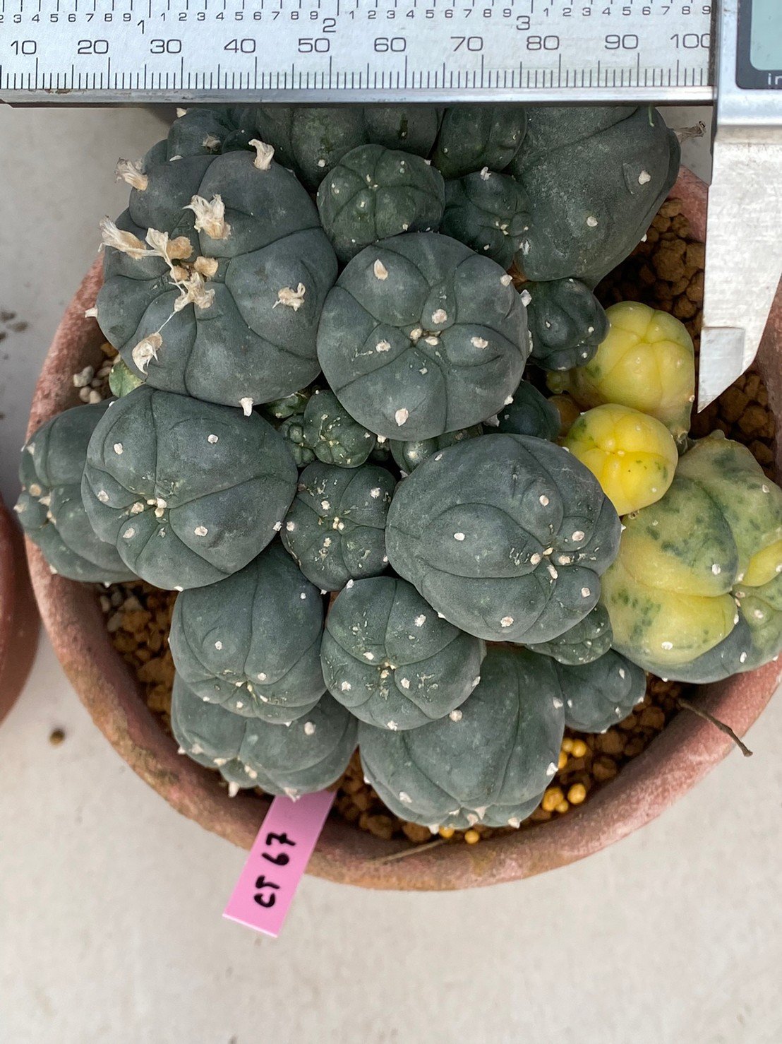 Peyote Lophophora williamsii variegata 8-10 cm grow from seed own root 18 years old - Image 3