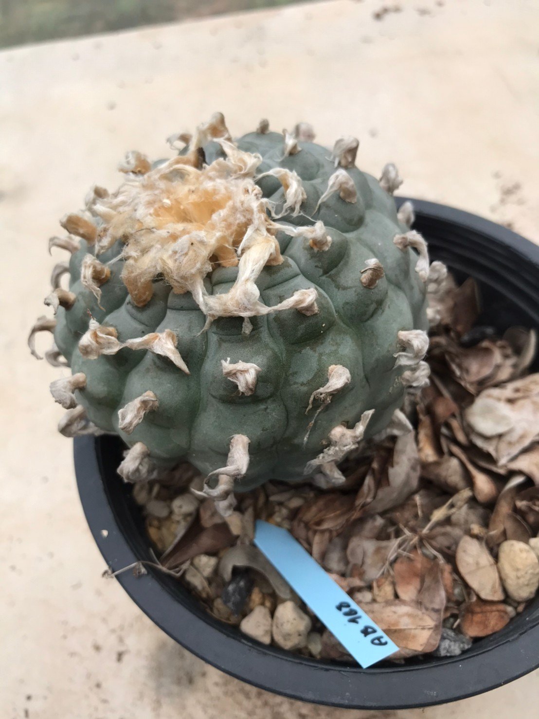 Peyote Lophophora williamsii grow from seed 25 years old – can give flower and seed - Image 2