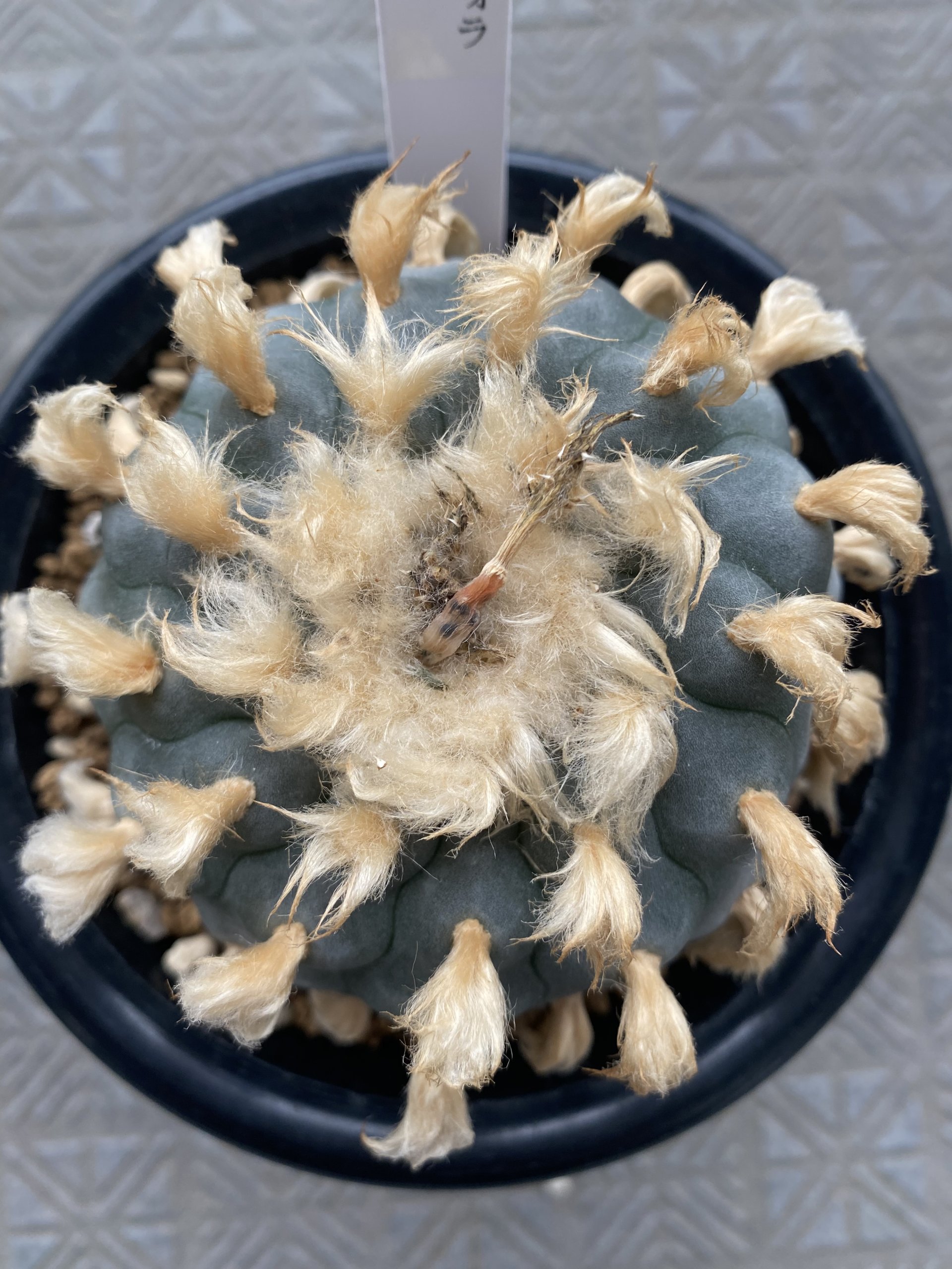 Aged Peyote Lophophora Williamsii 8cm grow from seed 27 years old – can give flower and seed ownroot - Image 2
