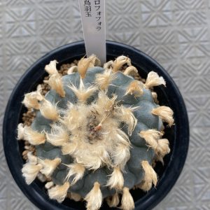 Aged Peyote Lophophora Williamsii 8cm grow from seed 27 years old – can give flower and seed ownroot