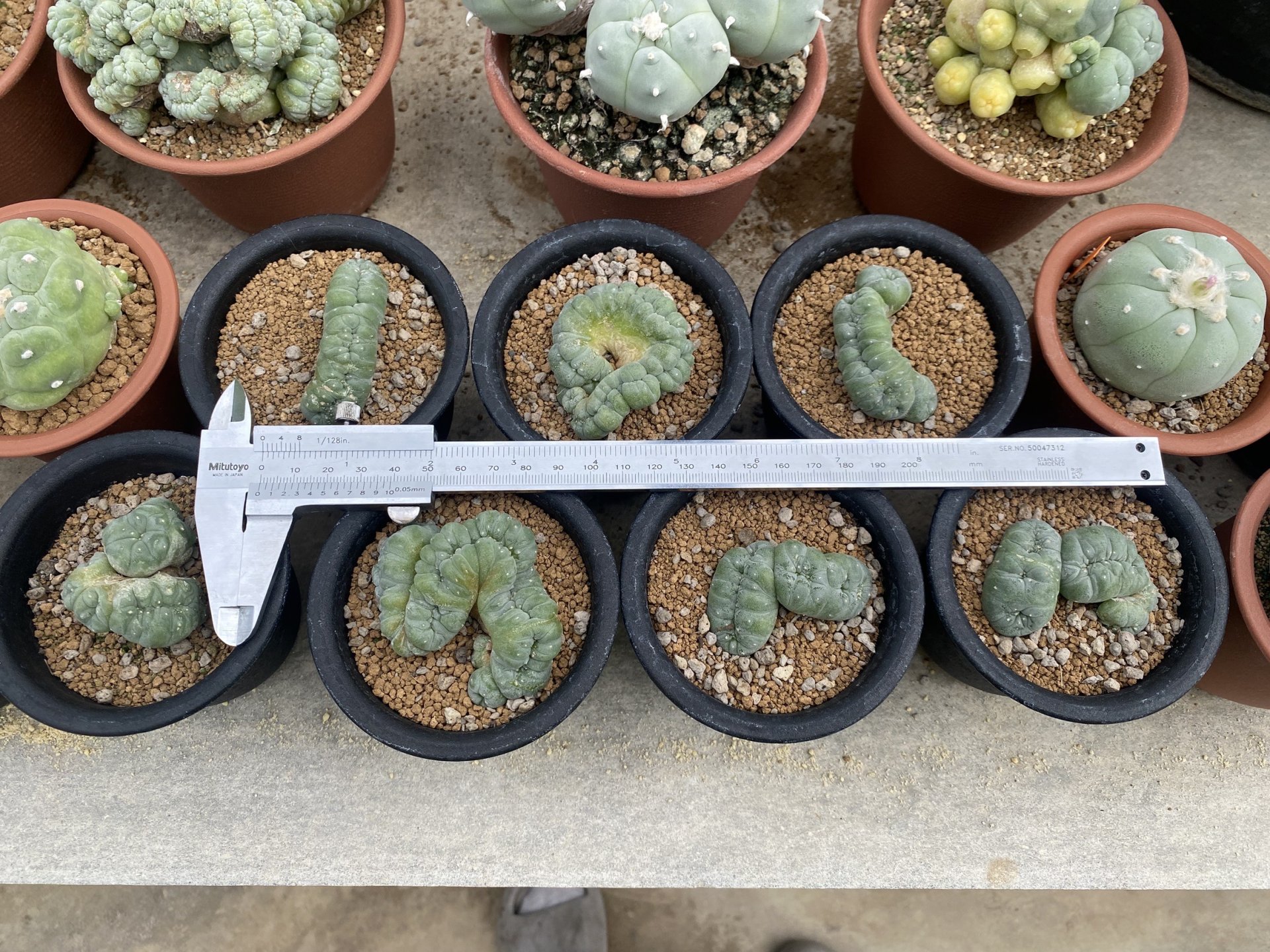 Peyote Lophophora Williamsii Cristata 5-6 cm 15 years old seed ownroot flower seedling