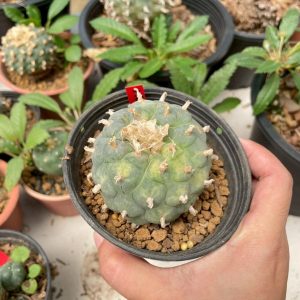 Lophophora Williamsii Variegata 6-7 cm 12 years old seed ownroot flower seedling