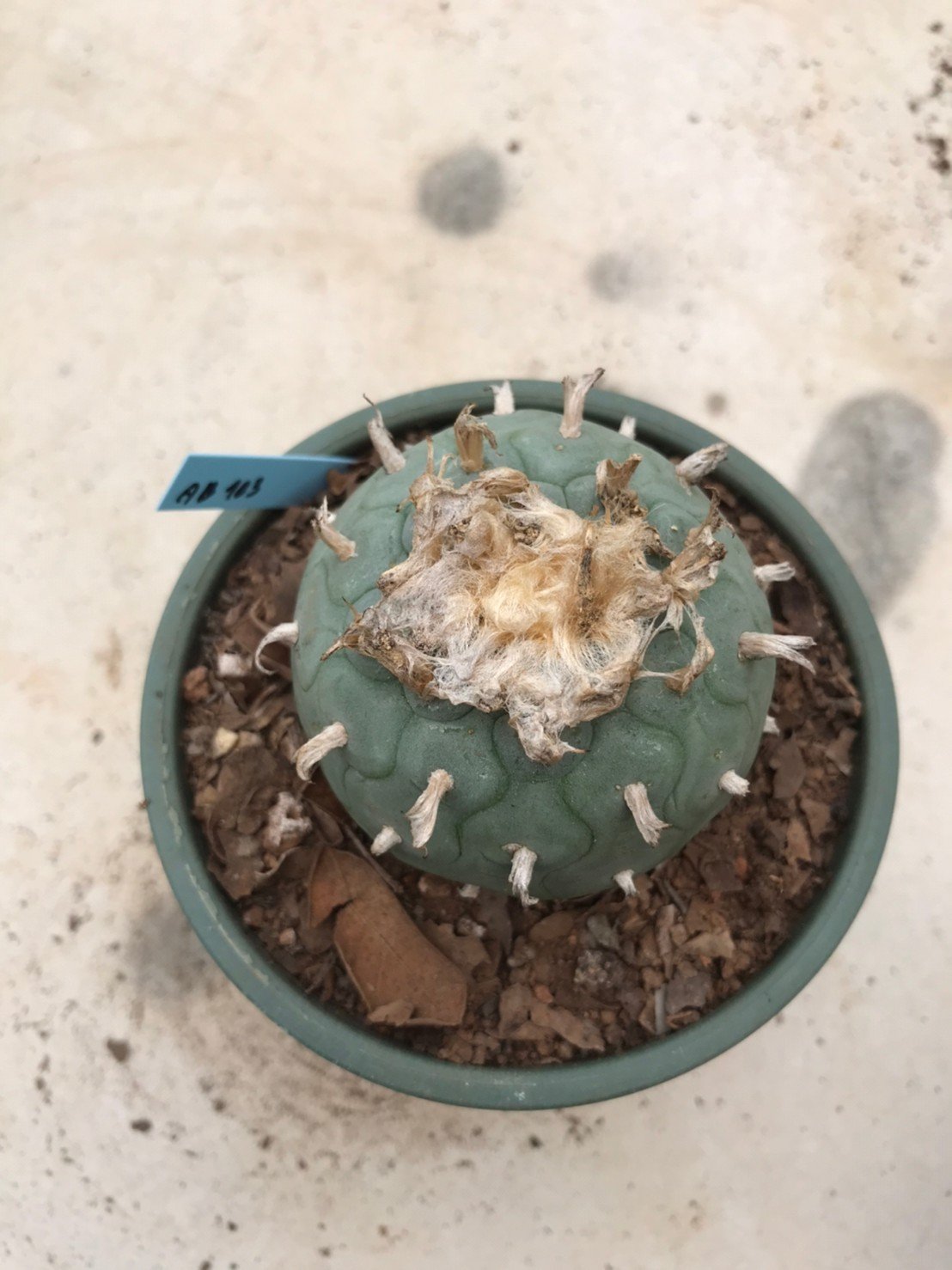 Lophophora fricii grow from seed 25 years old – can give flower and seed