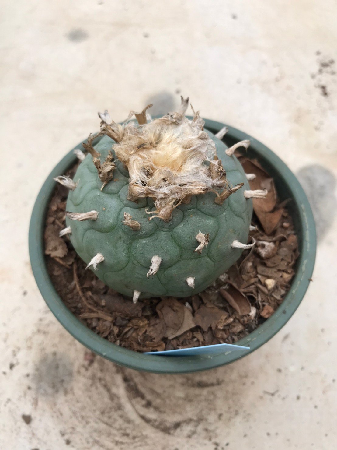Lophophora fricii grow from seed 25 years old – can give flower and seed - Image 2