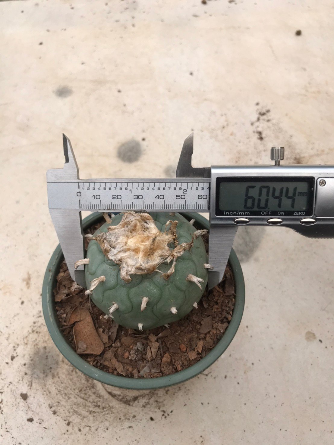 Lophophora fricii grow from seed 25 years old – can give flower and seed - Image 3