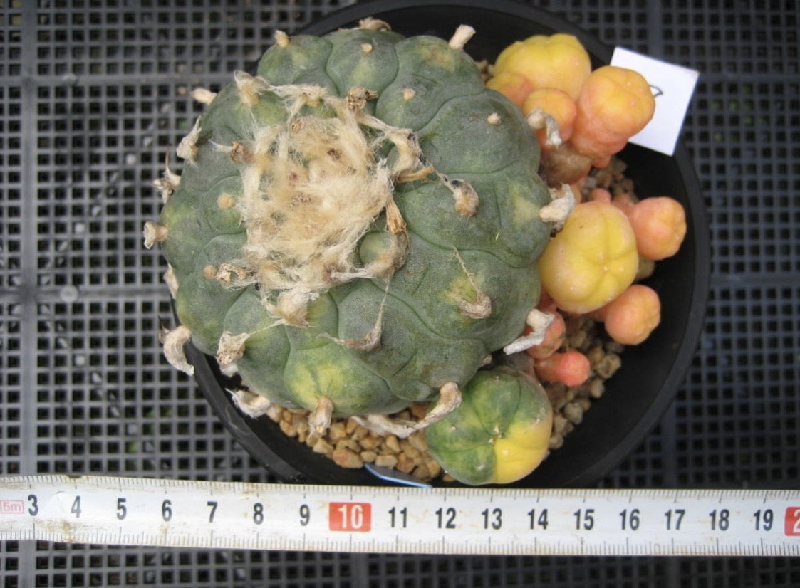 Lophophora williamsii variegata 10 cm 25 years old grow from seed ownroot