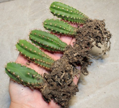 San Pedro Trichocereus Pachanoi 5 Seedlings