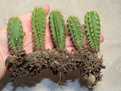 San Pedro Trichocereus Pachanoi 5 Seedlings - Image 2