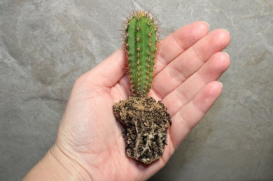 San Pedro Trichocereus Pachanoi 5 Seedlings - Image 3