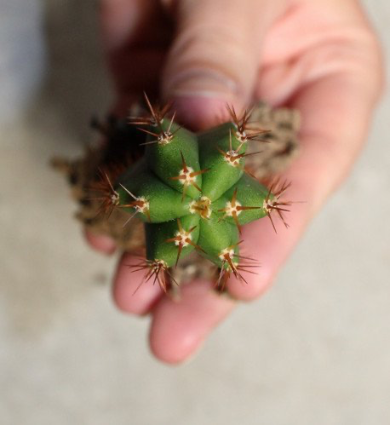San Pedro Trichocereus Pachanoi 5 Seedlings - Image 4