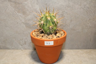 Trichocereus Chiloensis (Rooted) - Image 2