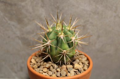 Trichocereus Chiloensis (Rooted) - Image 3
