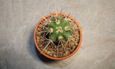 Trichocereus Chiloensis (Rooted) - Image 4