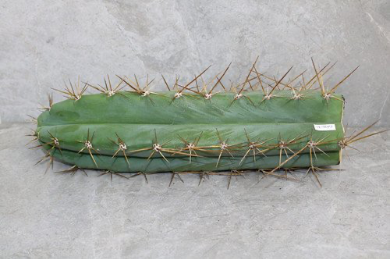 Trichocereus Cuzcoensis Cutting (25-30cm) - Image 2