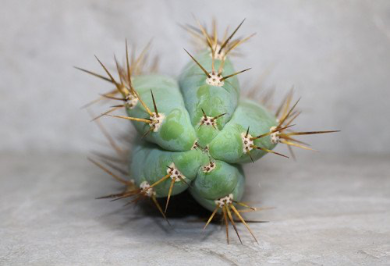 Trichocereus Cuzcoensis Cutting (25-30cm) - Image 3