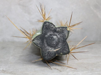 Trichocereus Cuzcoensis Cutting (25-30cm) - Image 4