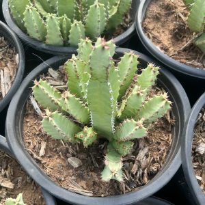 Moroccan Mound Cactus