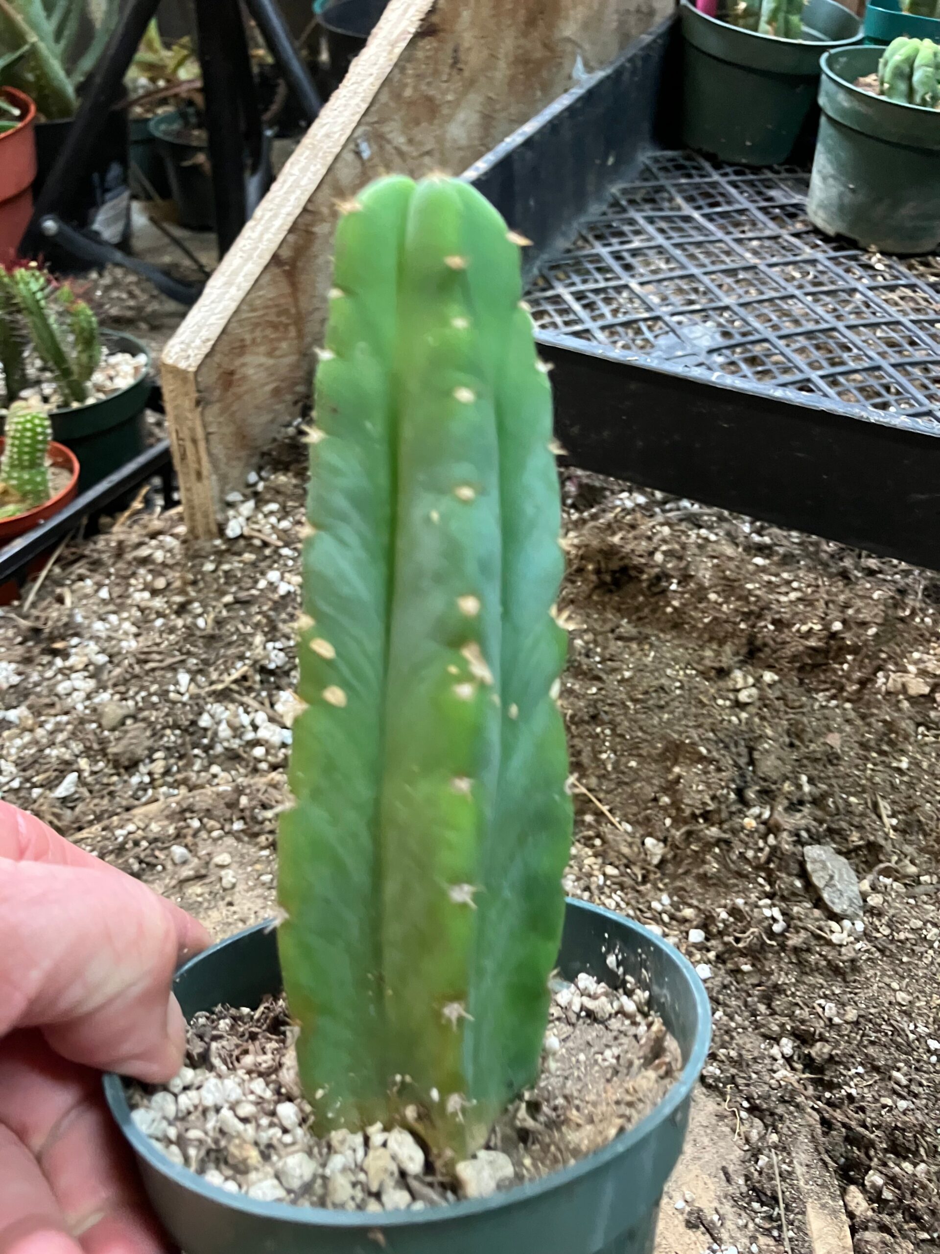 San Pedro Cactus – Trichocereus pachanoi 6 feet Tall