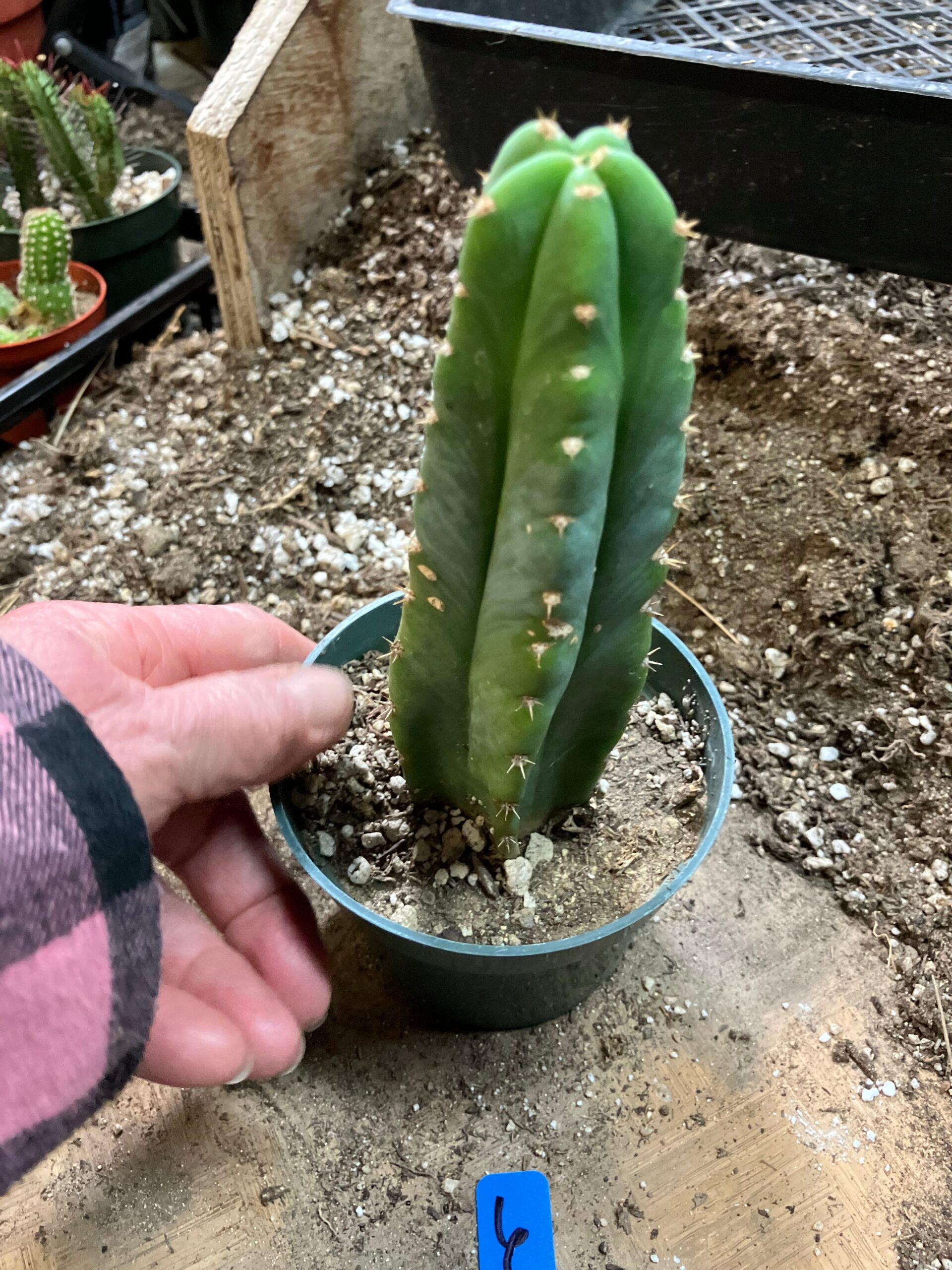 San Pedro Cactus – Trichocereus pachanoi 6 feet Tall - Image 2