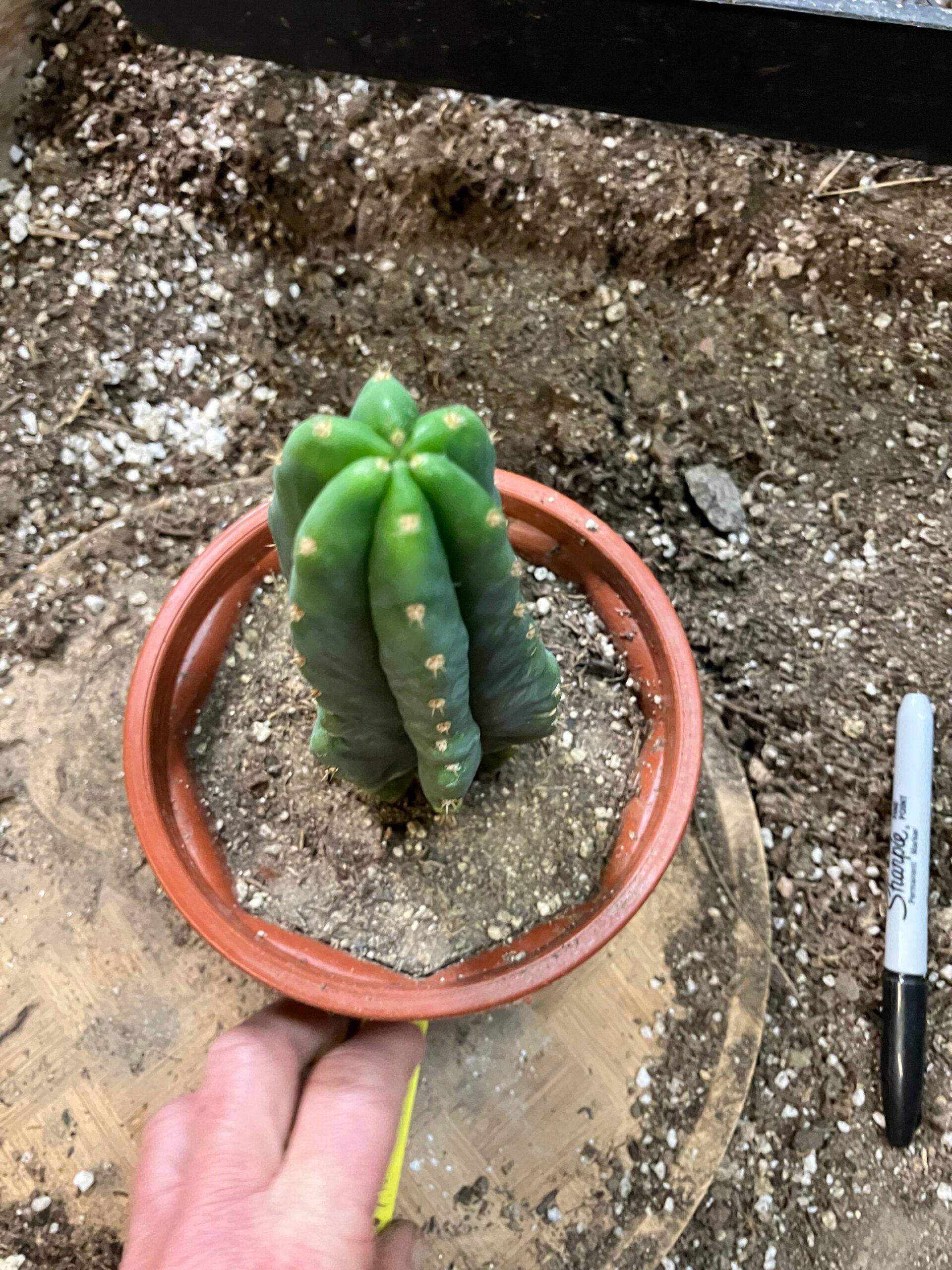 San Pedro Cactus – Trichocereus pachanoi 7 feet Tall - Image 3