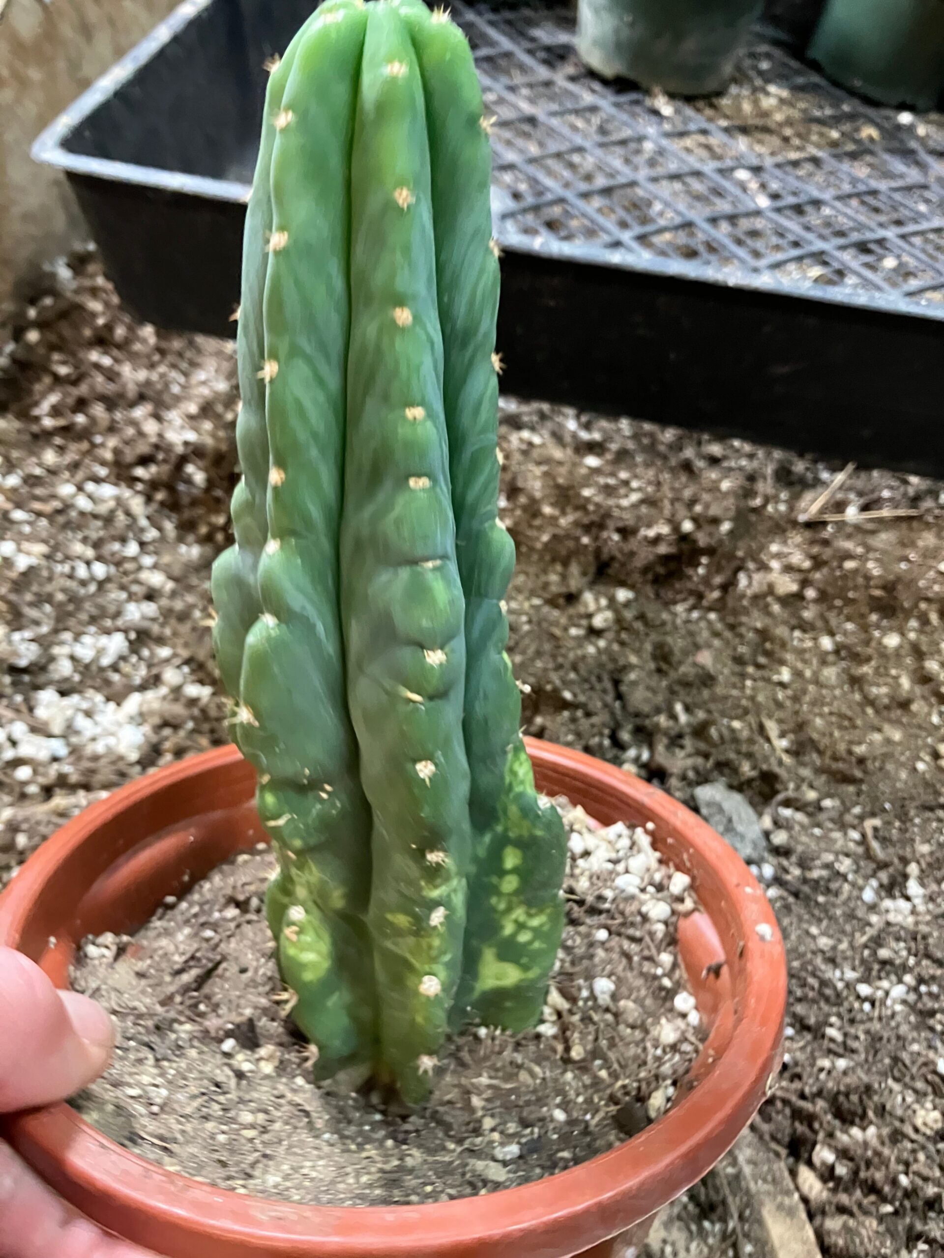 San Pedro Cactus – Trichocereus pachanoi 7 feet Tall - Image 2