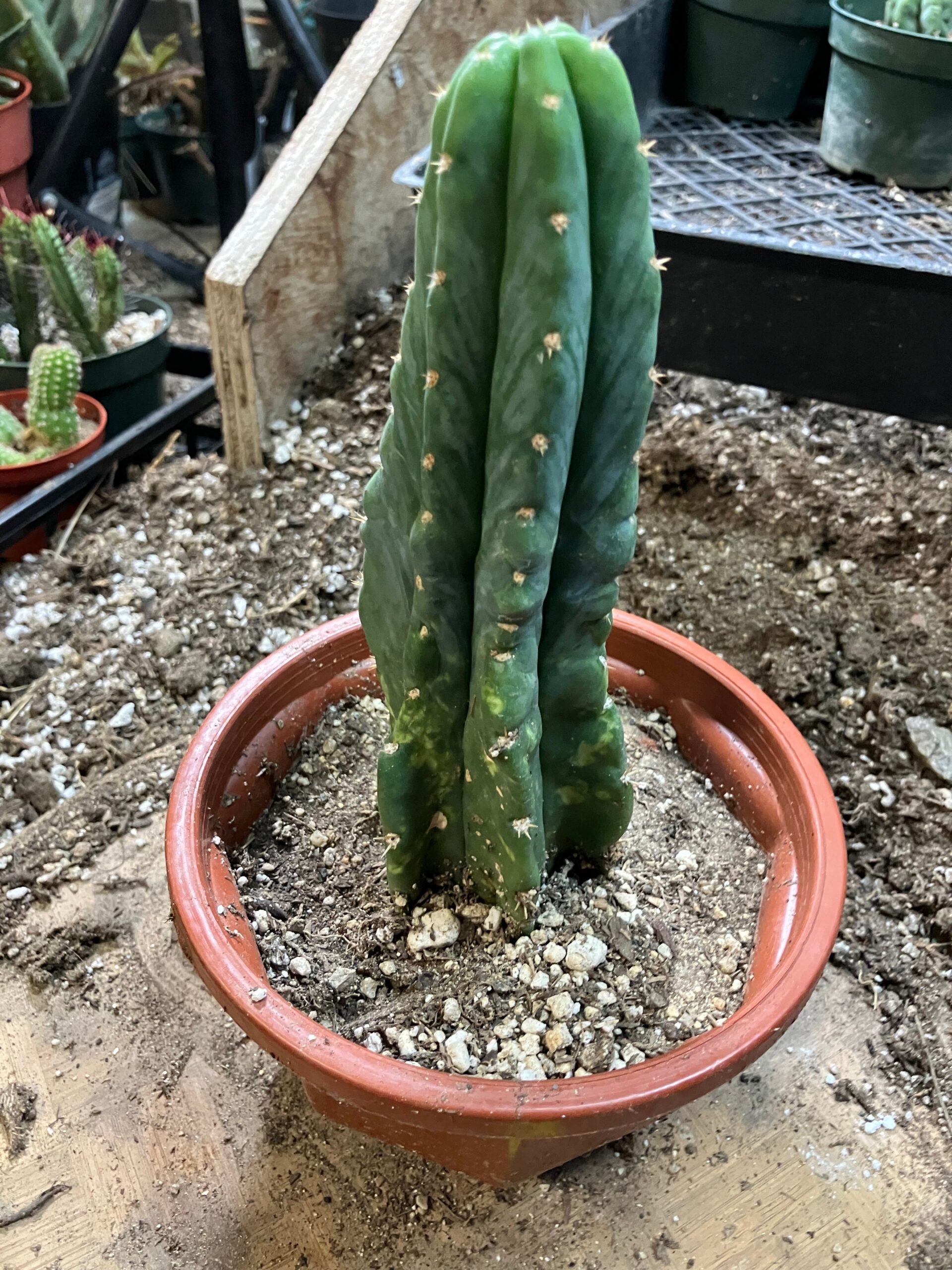 San Pedro Cactus – Trichocereus pachanoi 7 feet Tall