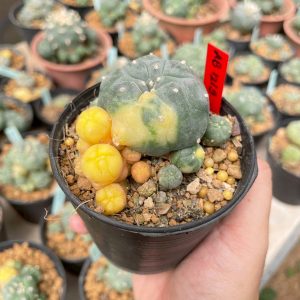 Peyote lophophora williamsii 25years Cristata plant