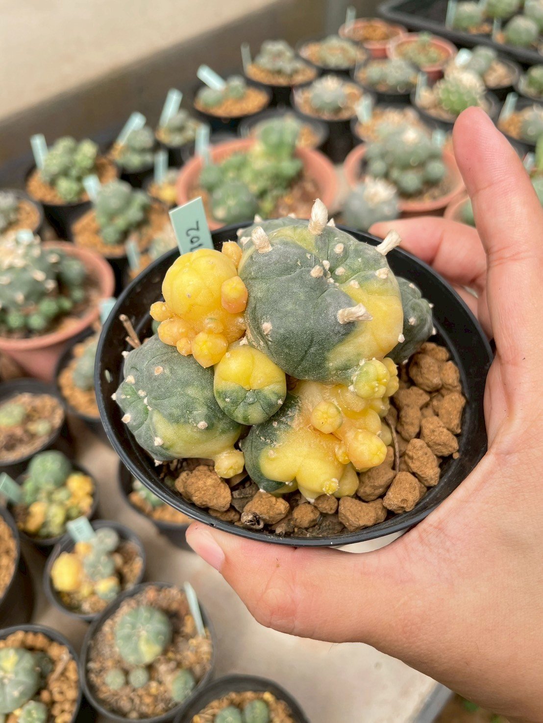 Lophophora Williamsii Variegata 6-7 cm 12 years old seed ownroot flower seedling