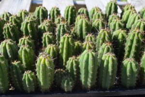 Comprehensive Guide To Caring For A Christmas Cactus