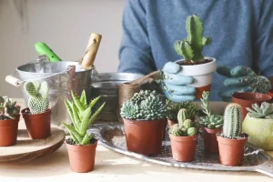 Growing Cacti and Succulents from Seed | Cactus Seeds